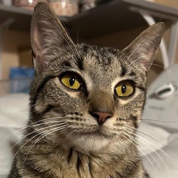Enlarge Whiskerella, a ADOPTABLE Tabby in Rochester, NY image 2/3