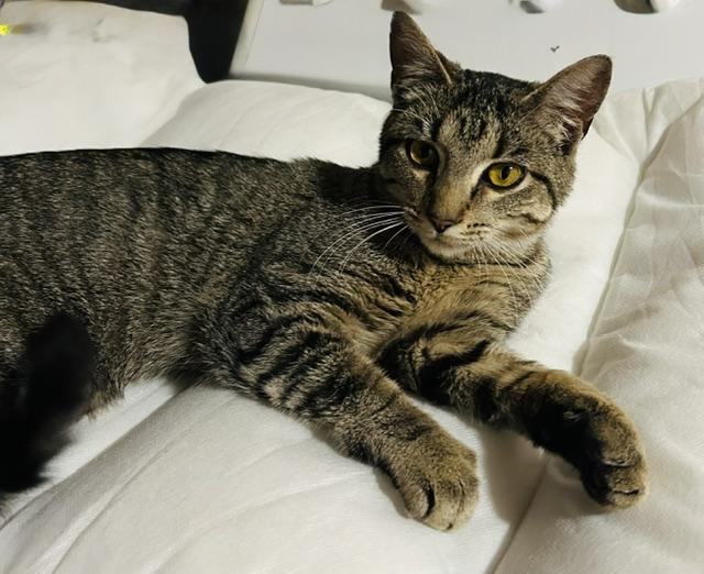 Enlarge Whiskerella, a Adopted Tabby in Rochester, NY image 1/4