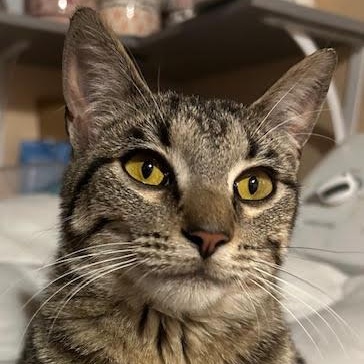 Enlarge Whiskerella, a Adopted Tabby in Rochester, NY image 3/4