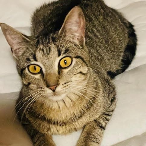 Enlarge Whiskerella, a ADOPTABLE Tabby in Rochester, NY image 3/3