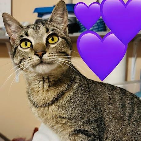 Enlarge Whiskerella, a ADOPTABLE Tabby in Rochester, NY image 1/3