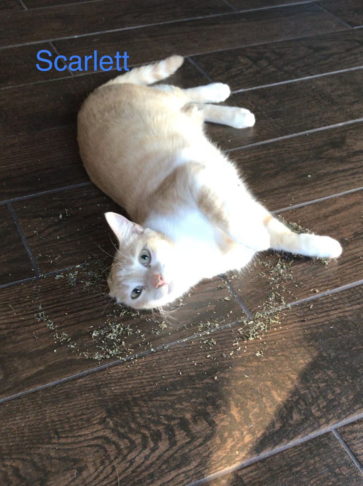 Enlarge Scarlett, a Adoptable Tabby in Tustin, CA image 1/1