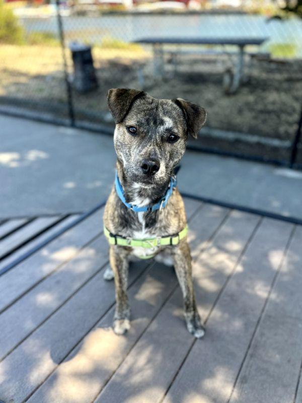 Big Daddy Kane, a ADOPTABLE Pit Bull Terrier in Berkeley, CA image 2/6
