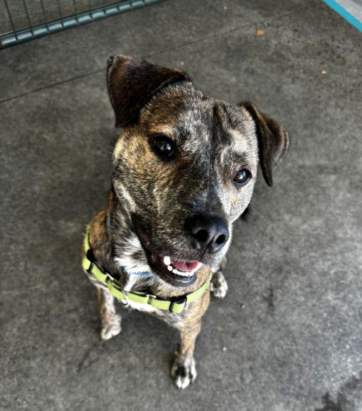 Big Daddy Kane, ADOPTABLE, Young Male Pit Bull Terrier.