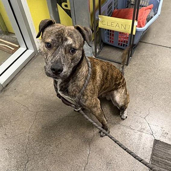 Big Daddy Kane, a ADOPTABLE Pit Bull Terrier in Berkeley, CA image 5/6