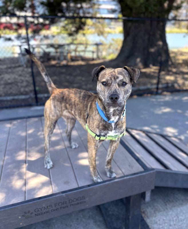 Big Daddy Kane, a ADOPTABLE Pit Bull Terrier in Berkeley, CA image 4/6