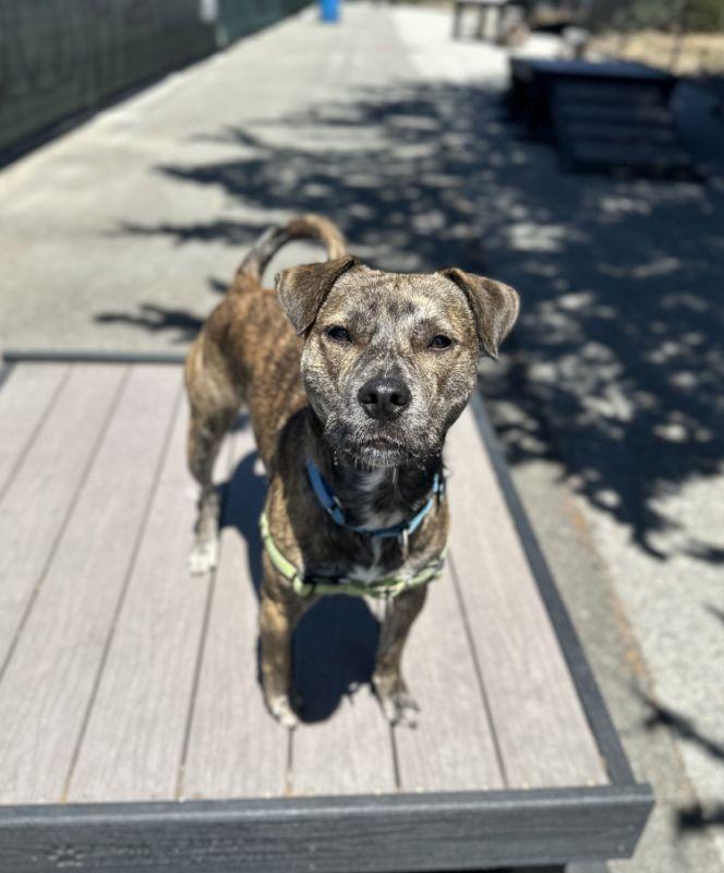 Big Daddy Kane, a ADOPTABLE Pit Bull Terrier in Berkeley, CA image 6/6