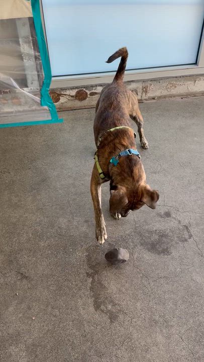 Enlarge Big Daddy Kane, a ADOPTABLE Pit Bull Terrier in Berkeley, CA video 3/6