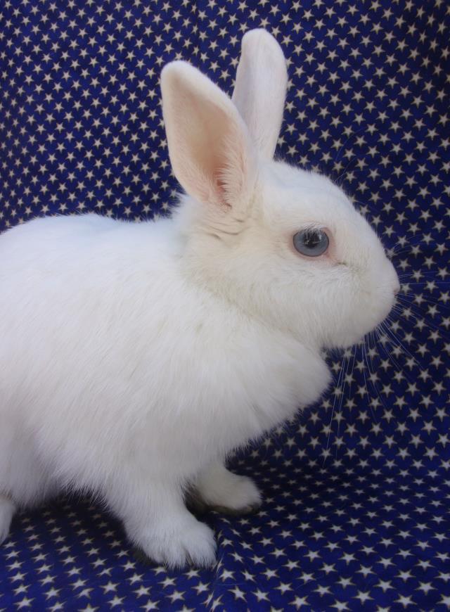 HANNAH BANANA BLUEBERRY, Adoptable, Adult Female Bunny Rabbit.