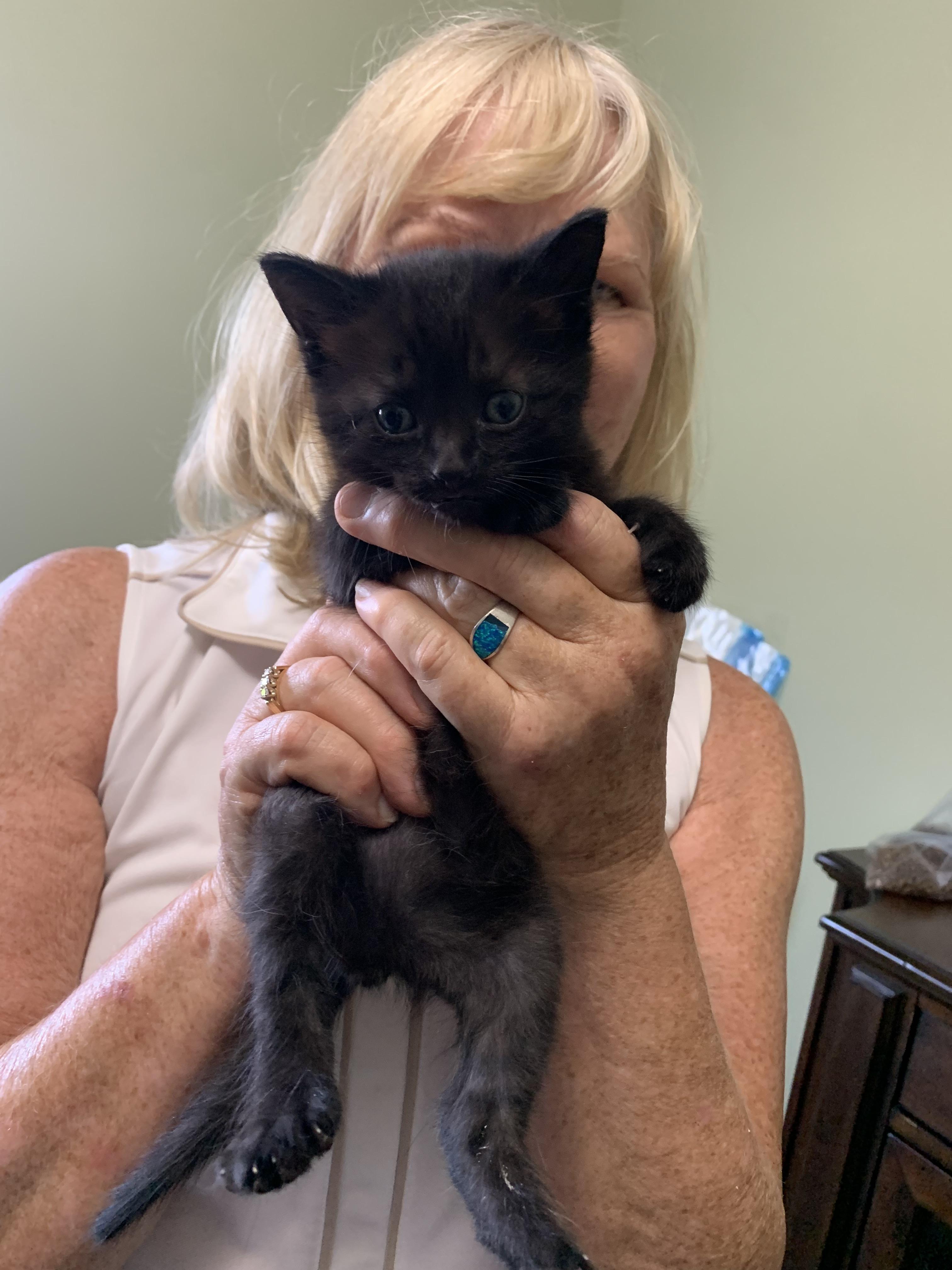 Enlarge Milo, a Adoptable Domestic Short Hair in Zephyr, ON image 1/1