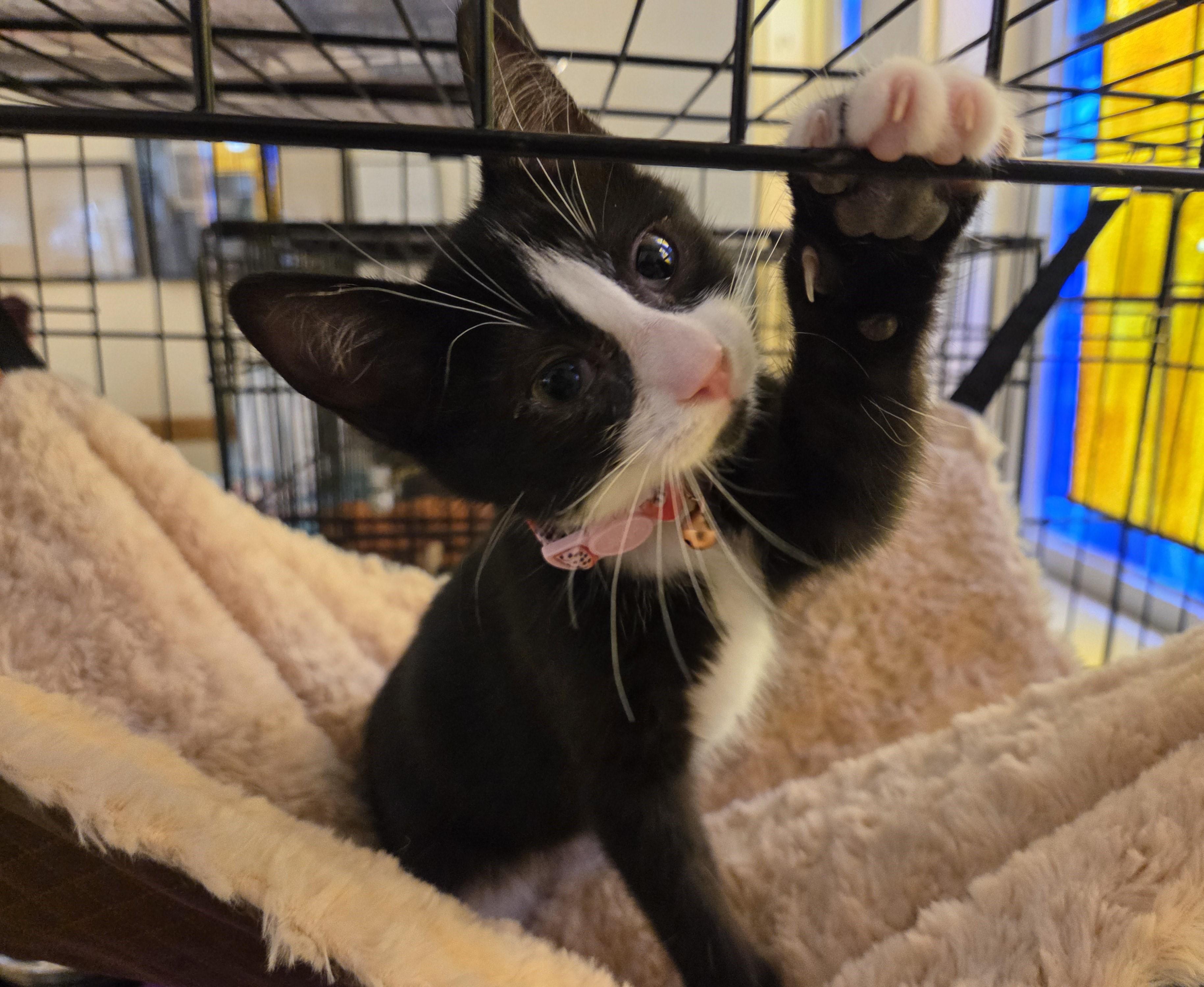 Lucy, adopted, Kitten Female Domestic Short Hair.