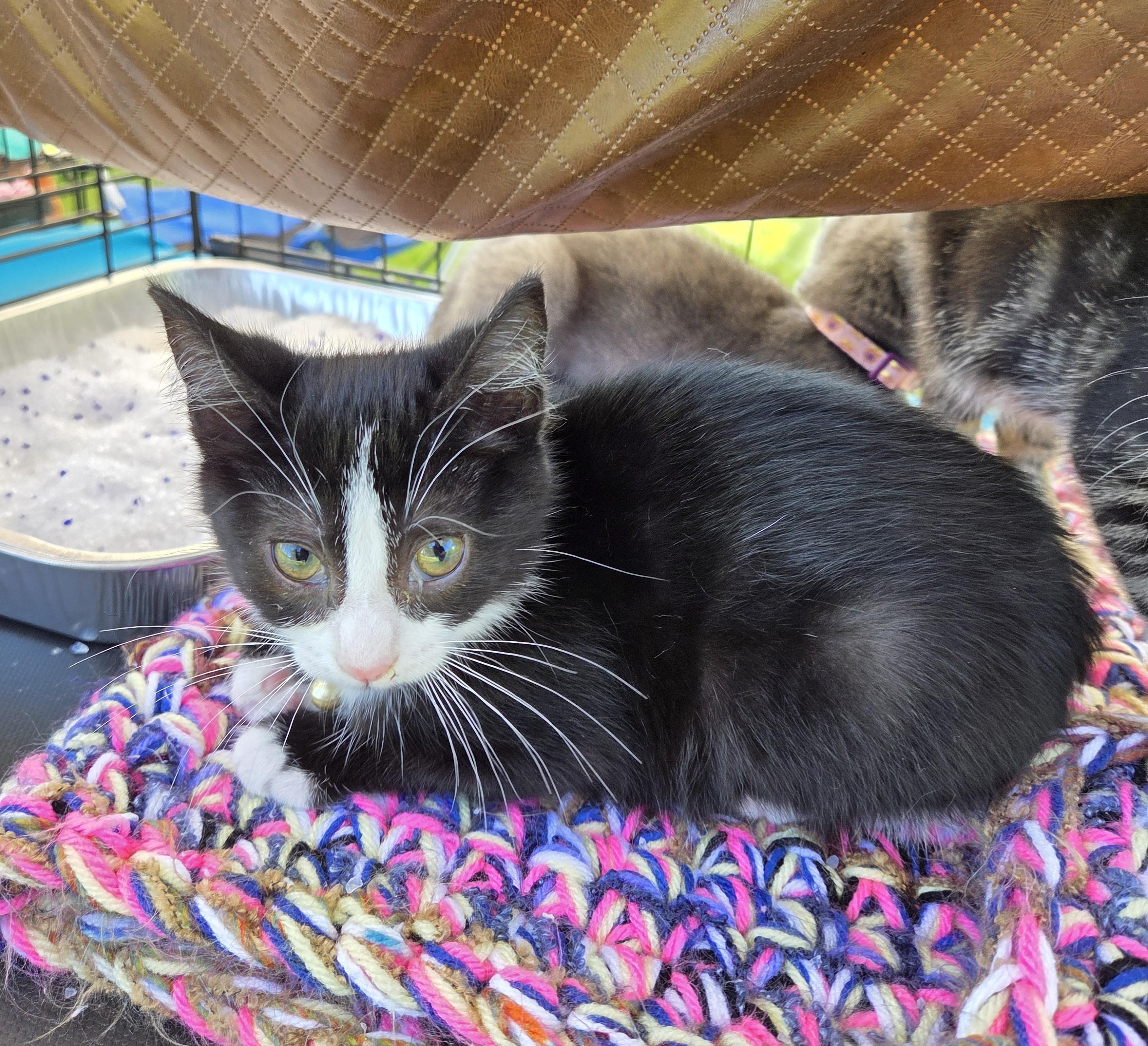 Enlarge Lucy, an adoptable mixed breed in Carsonville, MI image 1/2