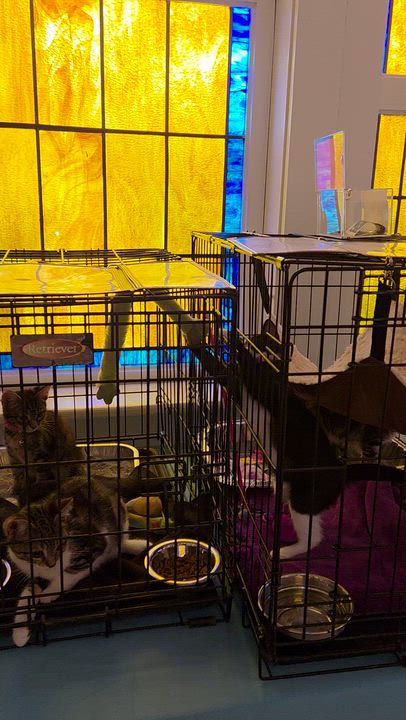 Enlarge Lucy, an adopted mixed breed in Carsonville, MI video 4/4