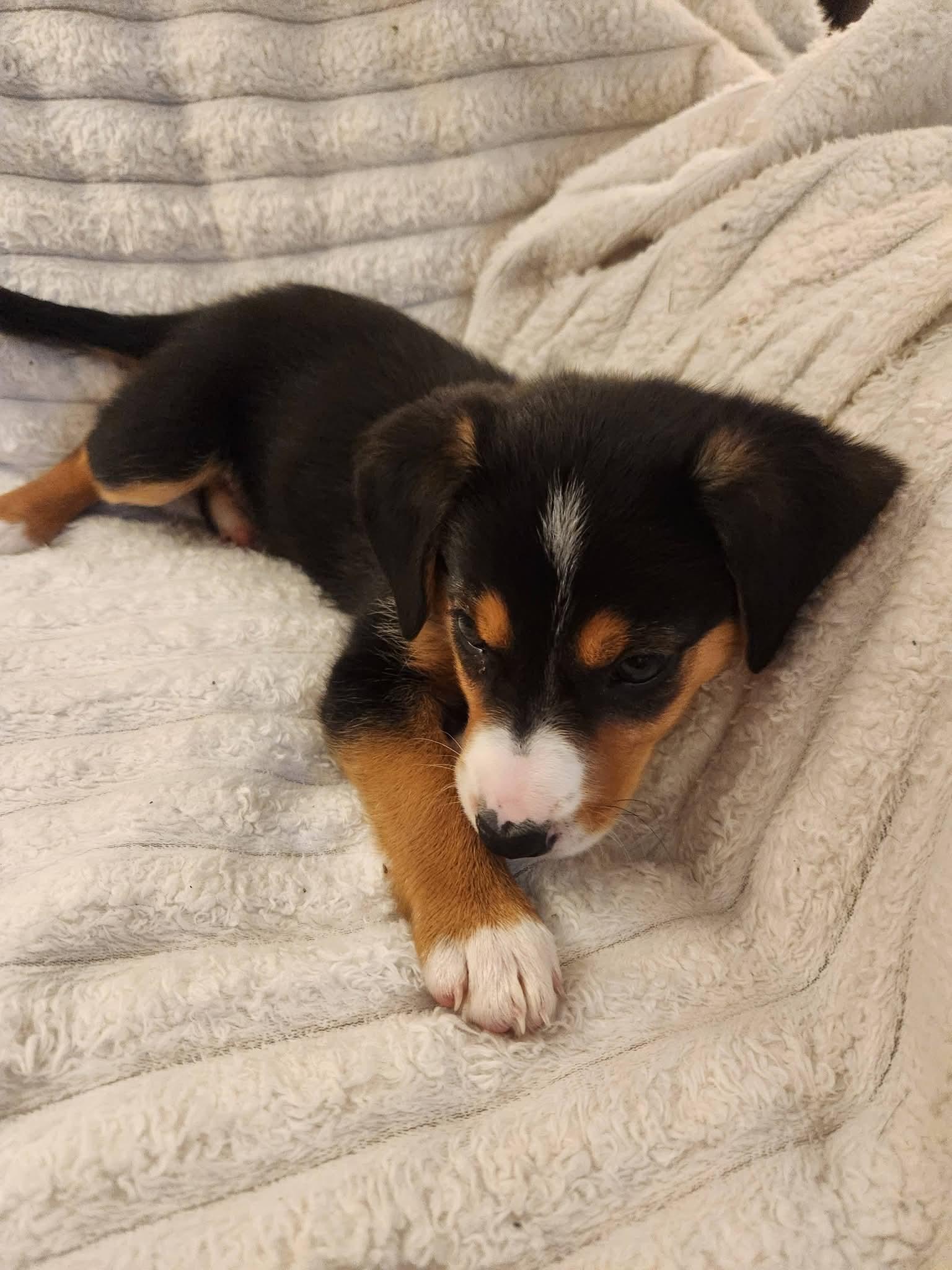 Ruby / Orange F, Adoptable, Puppy Female Rough Collie & Beagle.