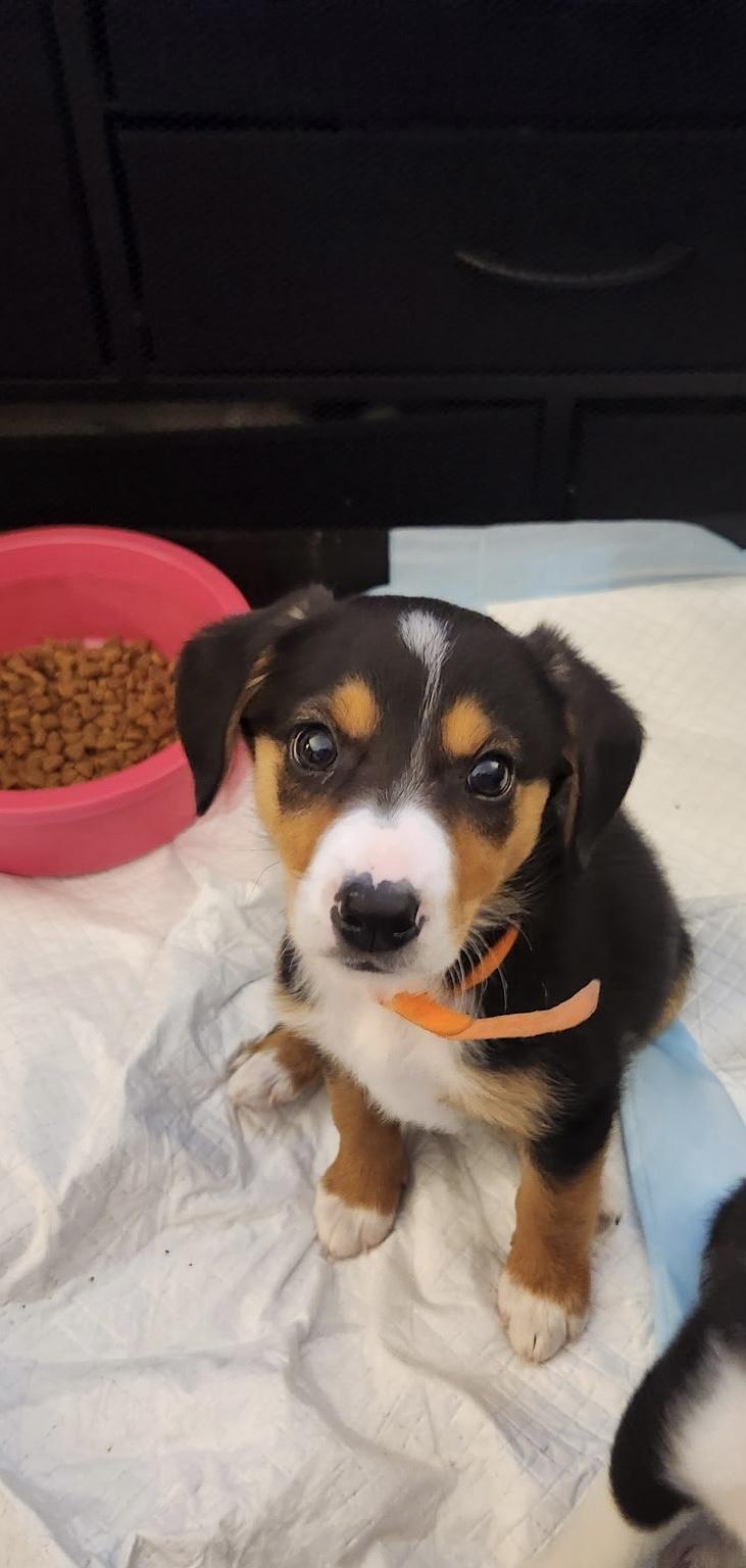 Enlarge Ruby / Orange F, a Adoptable mixed breed in Mexico, MO image 2/2