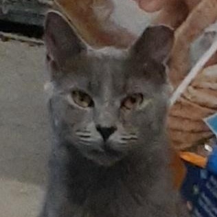 Gabby, adopted, Adult Female Domestic Short Hair.