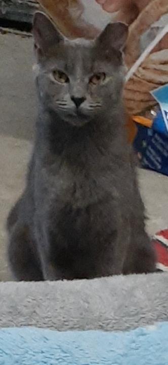Gabby, an adopted Domestic Short Hair in Richmond, VA image 2/2
