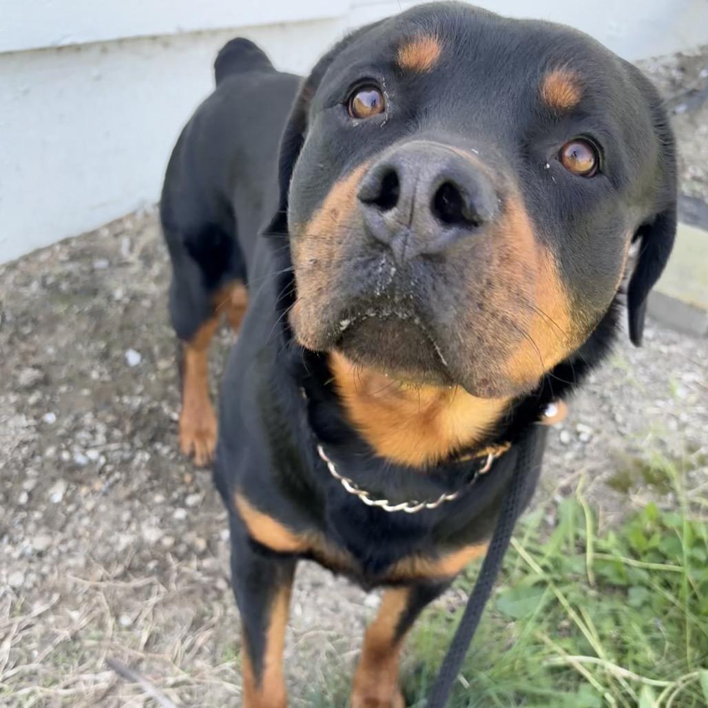 Enlarge Reagan, a Adoptable Rottweiler in St Joseph, MO image 1/2