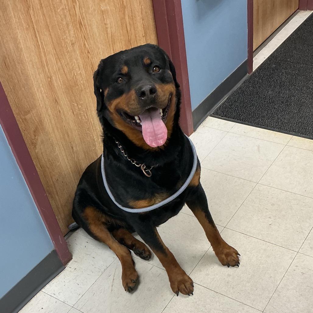 Enlarge Reagan, a Adoptable Rottweiler in St Joseph, MO image 2/2