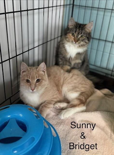 Enlarge Sunny, an adopted Domestic Medium Hair in Warren, OH image 4/4