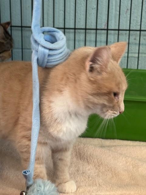 Enlarge Sunny, an adopted Domestic Medium Hair in Warren, OH image 1/4