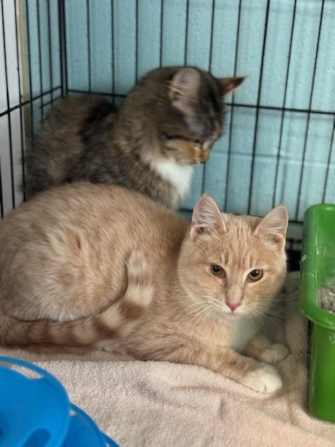 Enlarge Sunny, an adopted Domestic Medium Hair in Warren, OH image 3/4