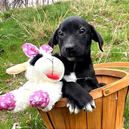 Bean, Adoptable, Puppy Male German Shorthaired Pointer & Dalmatian.