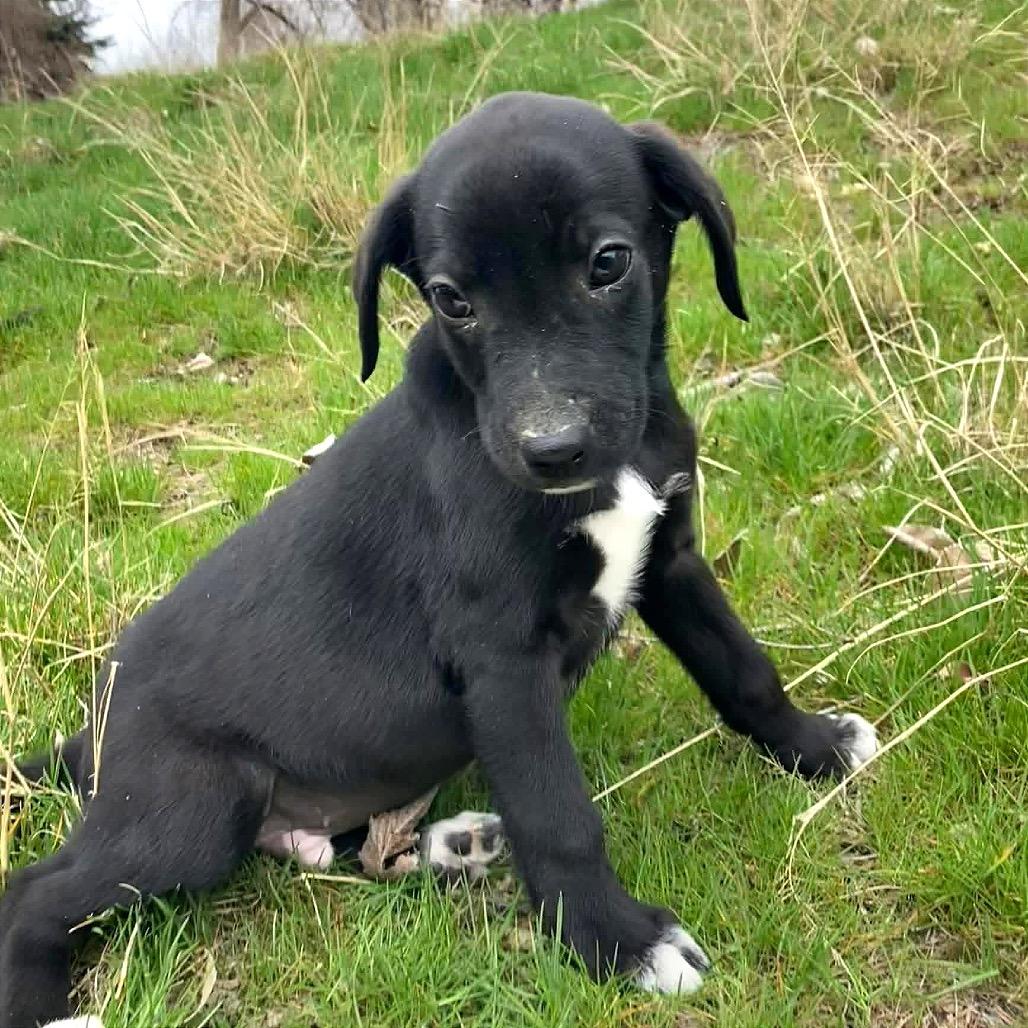 Enlarge Bean, a Adoptable mixed breed in TONASKET, WA image 2/3