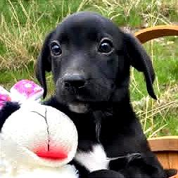 Enlarge Bean, a Adoptable mixed breed in TONASKET, WA image 3/3