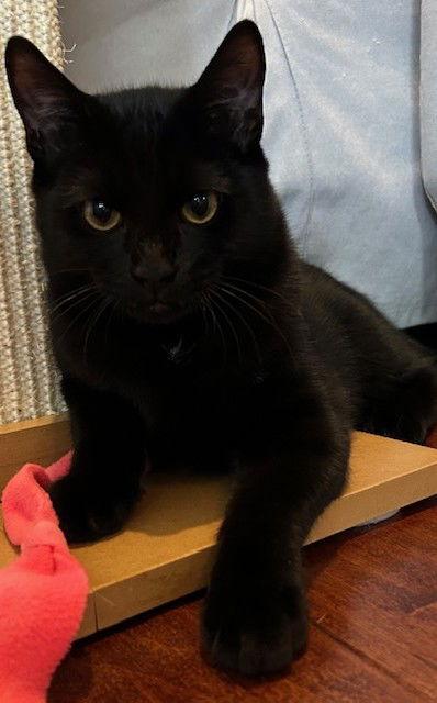 Enlarge Spice, a Adoptable Domestic Short Hair in Spring Lake, NJ image 1/2