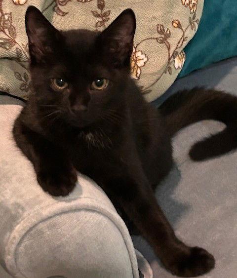 Enlarge Spice, a Adoptable Domestic Short Hair in Spring Lake, NJ image 2/2