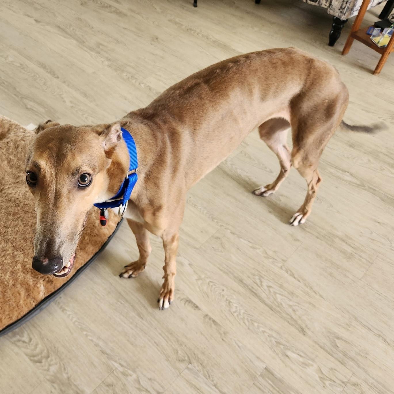 Brandy, a Adopted Greyhound in Tarpon Springs, FL image 1/6