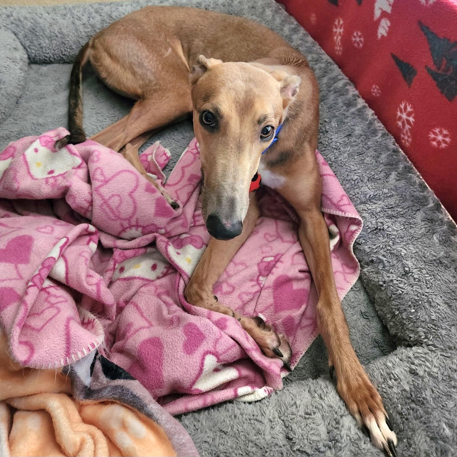 Brandy, a Adopted Greyhound in Tarpon Springs, FL image 2/6