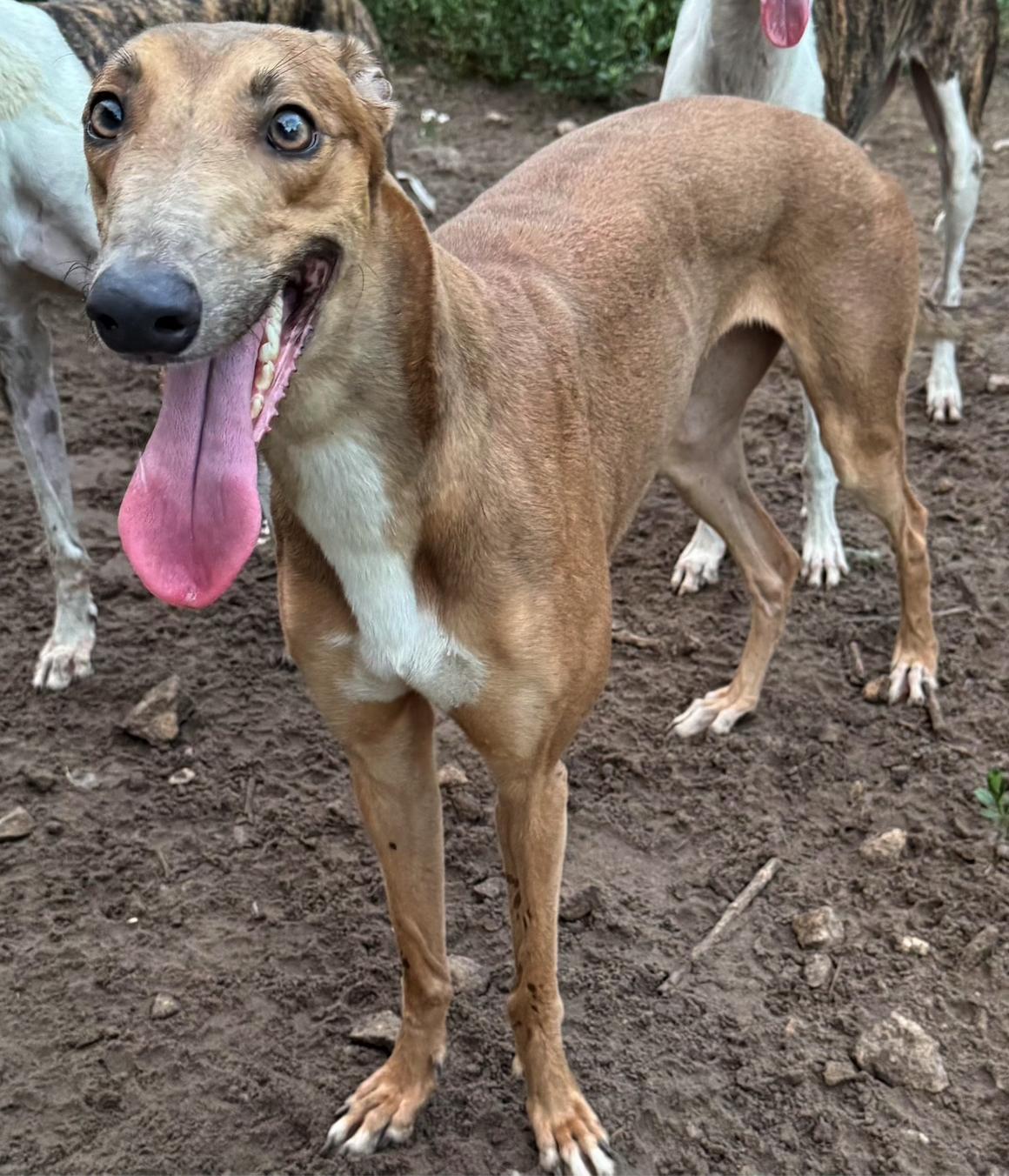 Brandy, a Adopted Greyhound in Tarpon Springs, FL image 3/6
