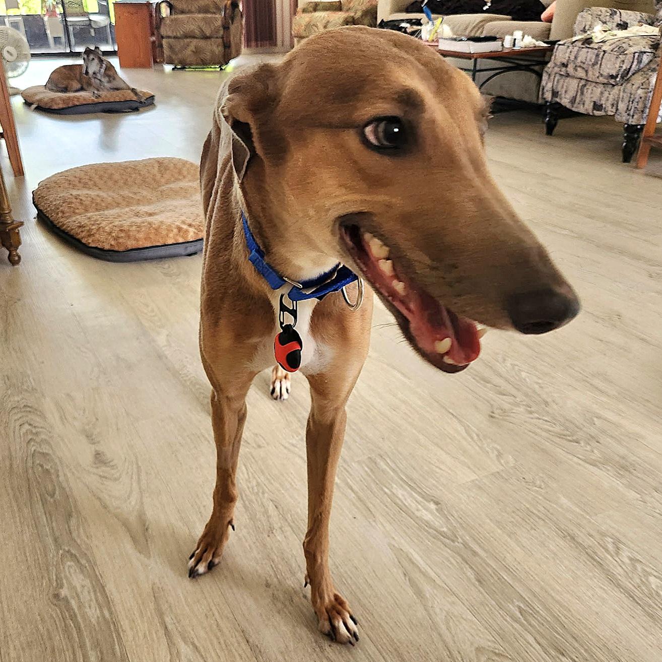 Brandy, a Adopted Greyhound in Tarpon Springs, FL image 4/6