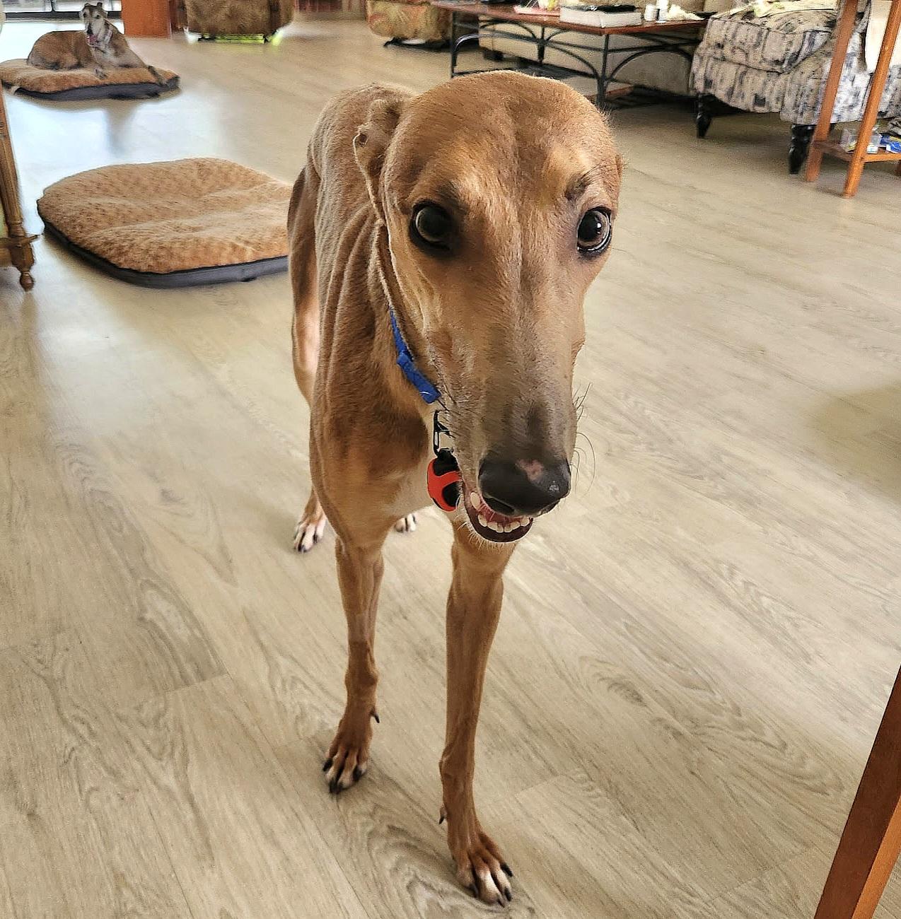 Brandy, a Adopted Greyhound in Tarpon Springs, FL image 5/6