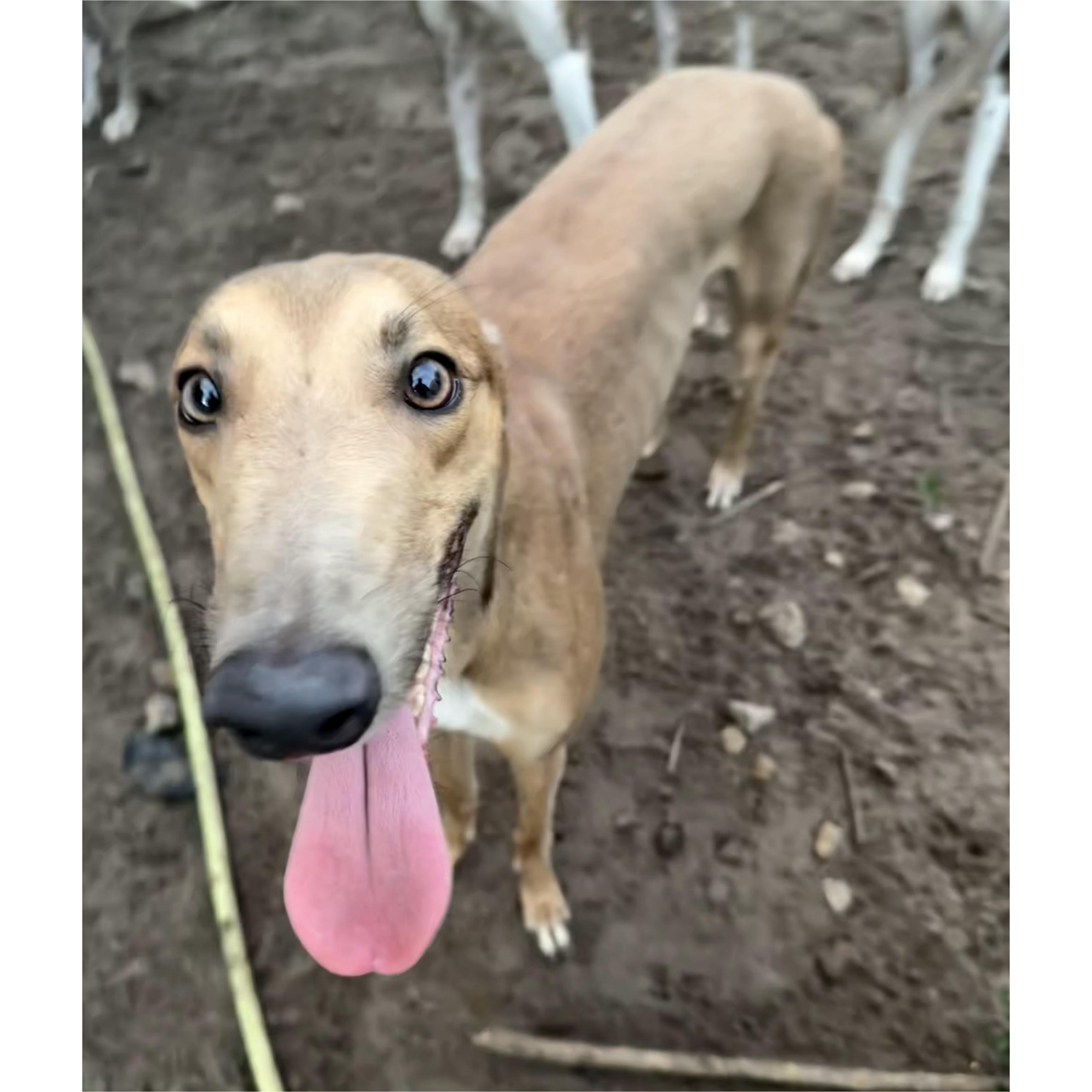 Brandy, a Adopted Greyhound in Tarpon Springs, FL image 6/6