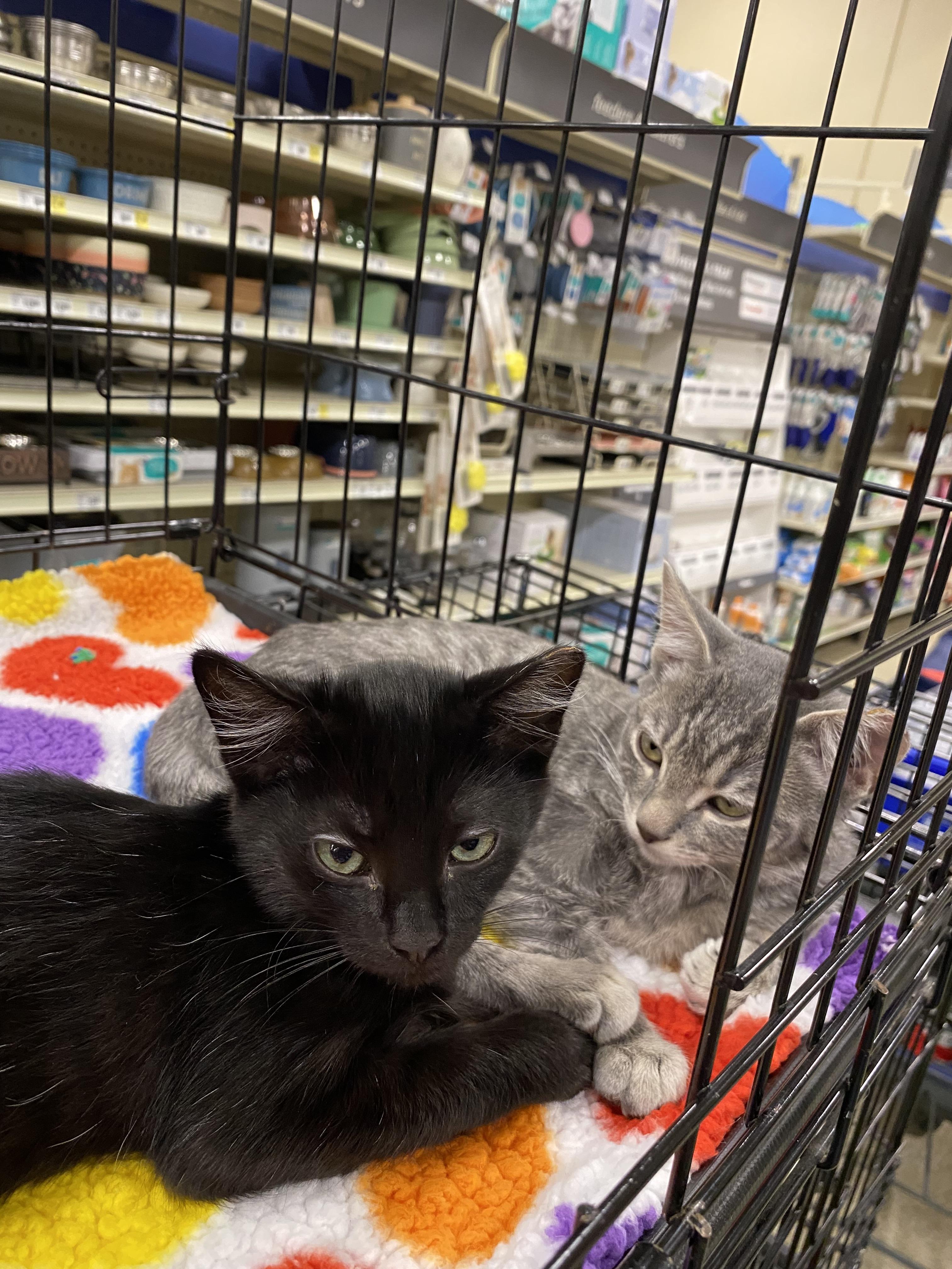 Roddy - North Conroe Petsmart