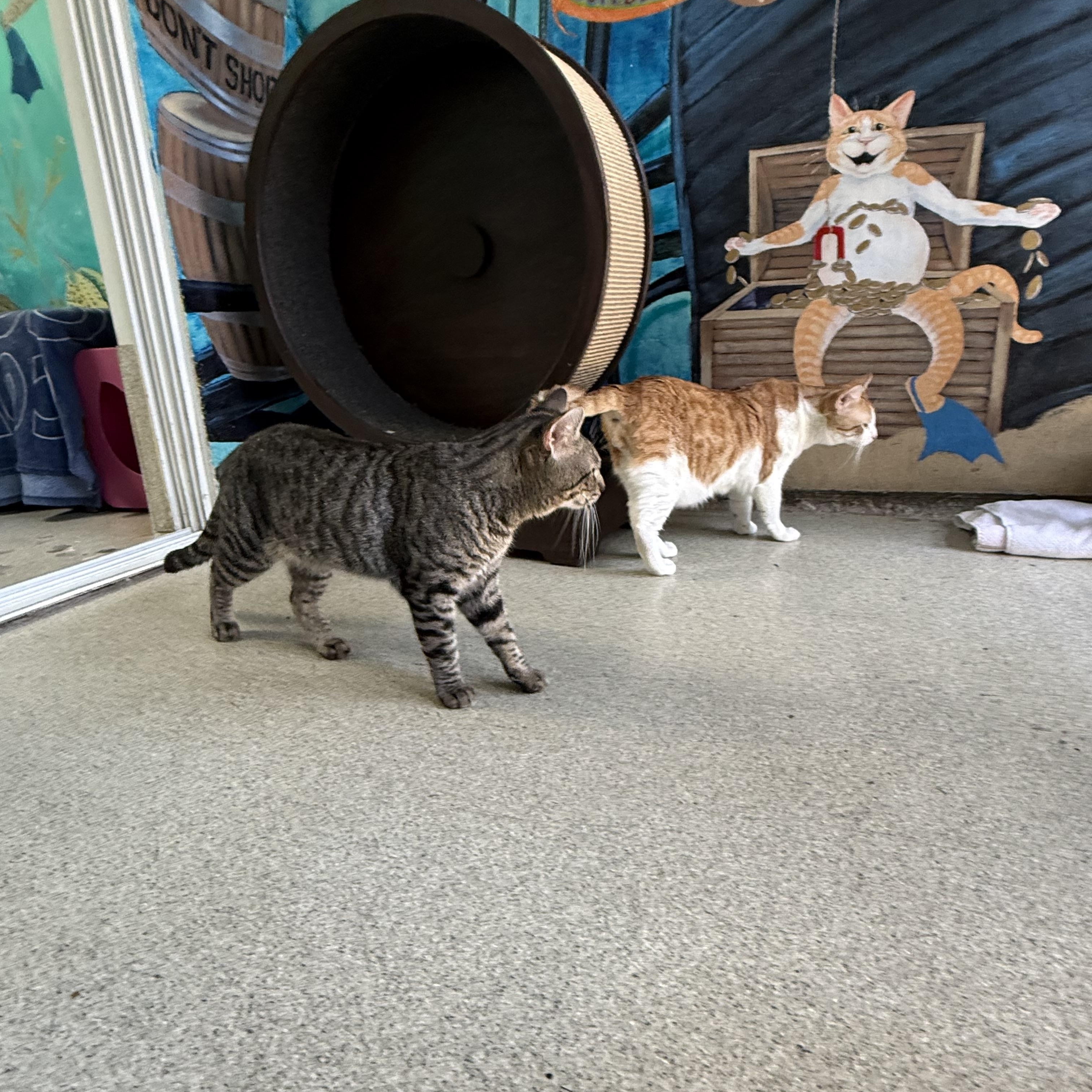 Raisin, a ADOPTABLE Tabby in Newport Beach, CA image 4/6