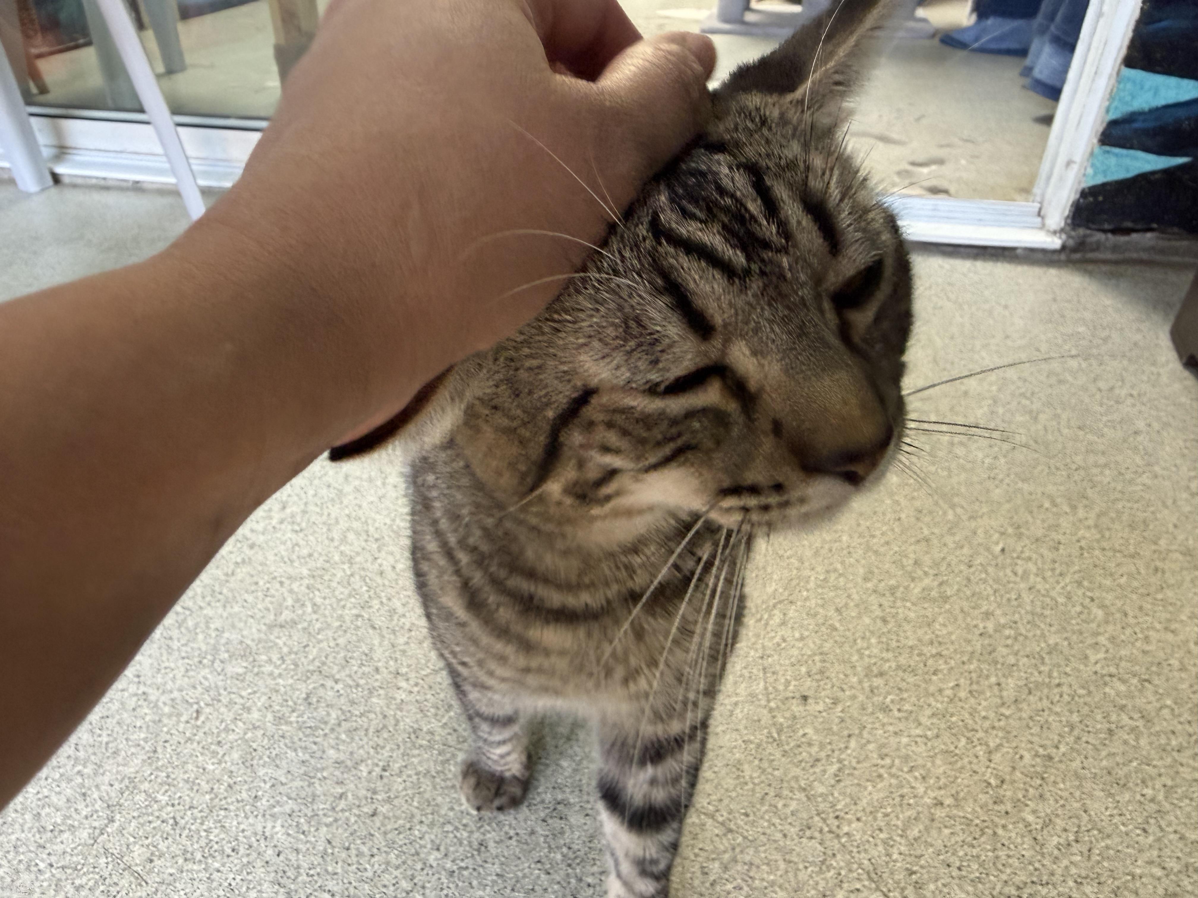 Raisin, a ADOPTABLE Tabby in Newport Beach, CA image 6/6