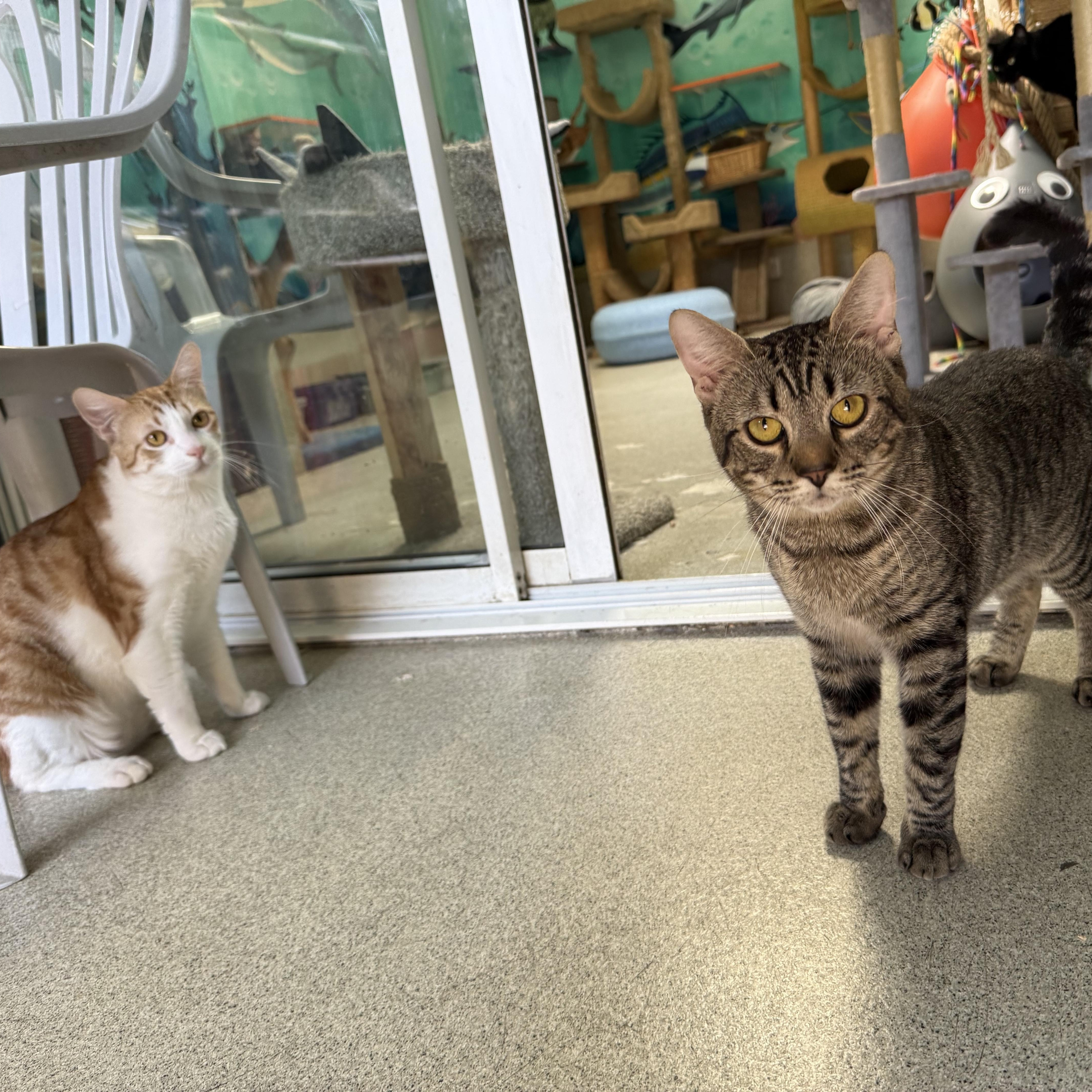 Raisin, a ADOPTABLE Tabby in Newport Beach, CA image 2/6