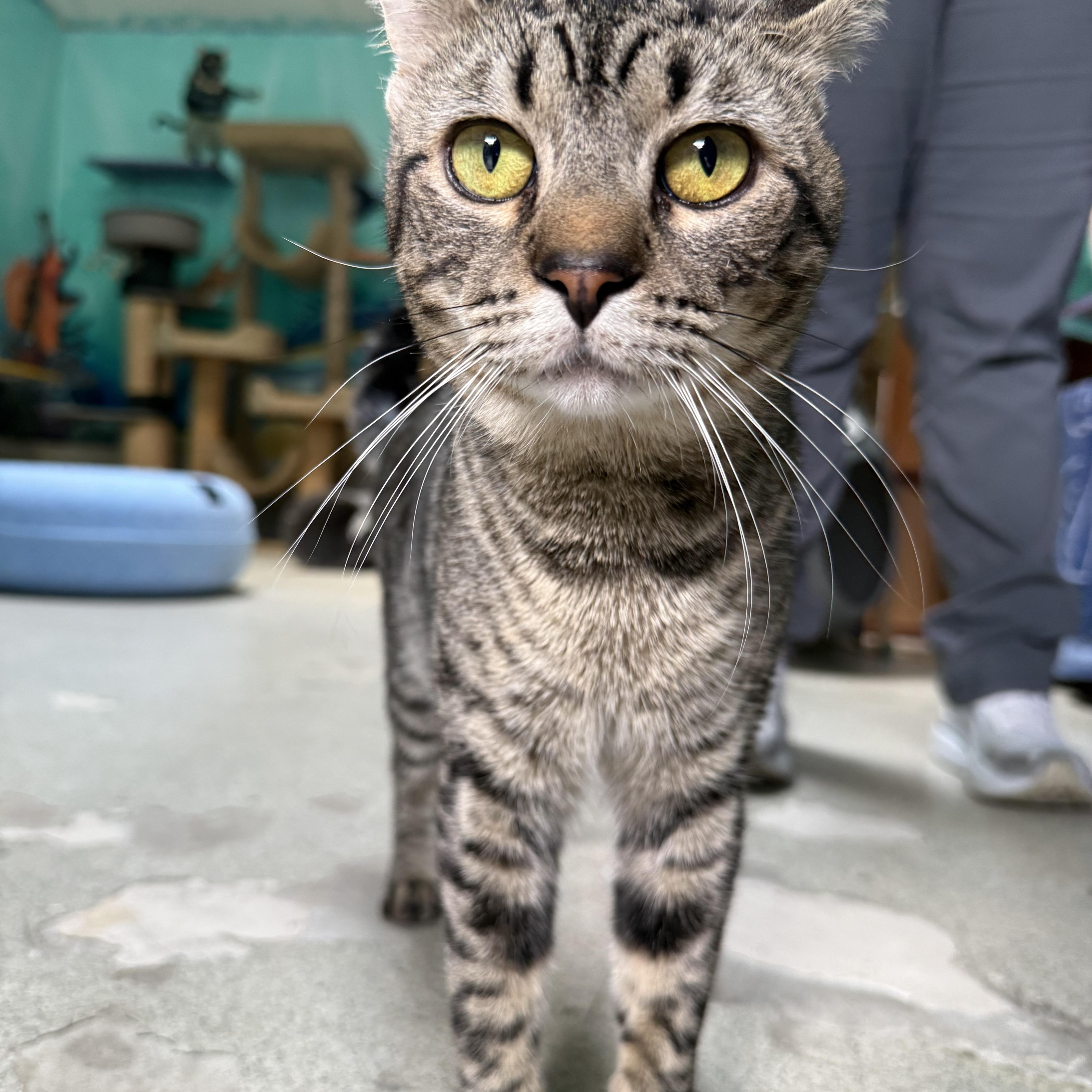 Raisin, ADOPTABLE, Young Male Tabby.
