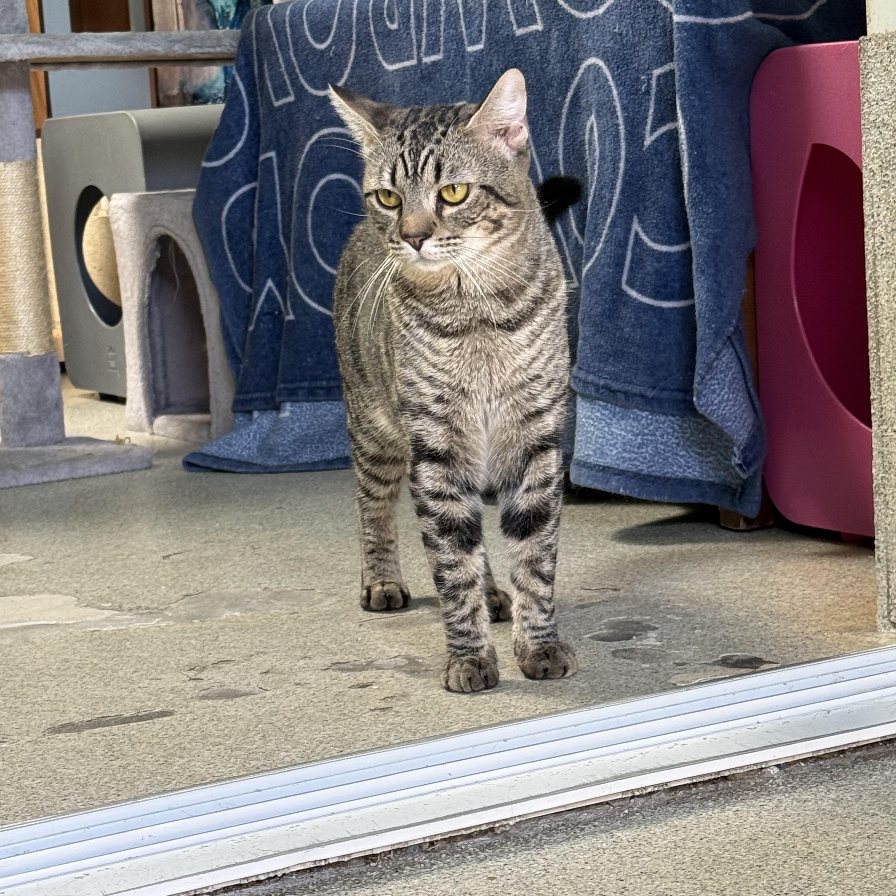 Raisin, a ADOPTABLE Tabby in Newport Beach, CA image 5/6