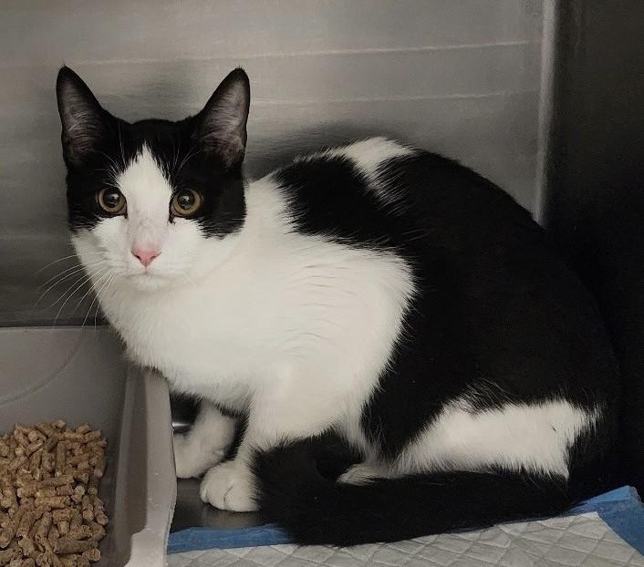 Enlarge Loki, a other Domestic Short Hair in Germanton, NC image 1/1