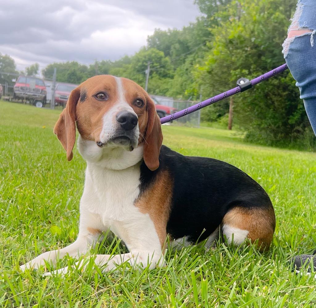 Boone, Adoptable, Young Male Beagle & Mixed Breed.