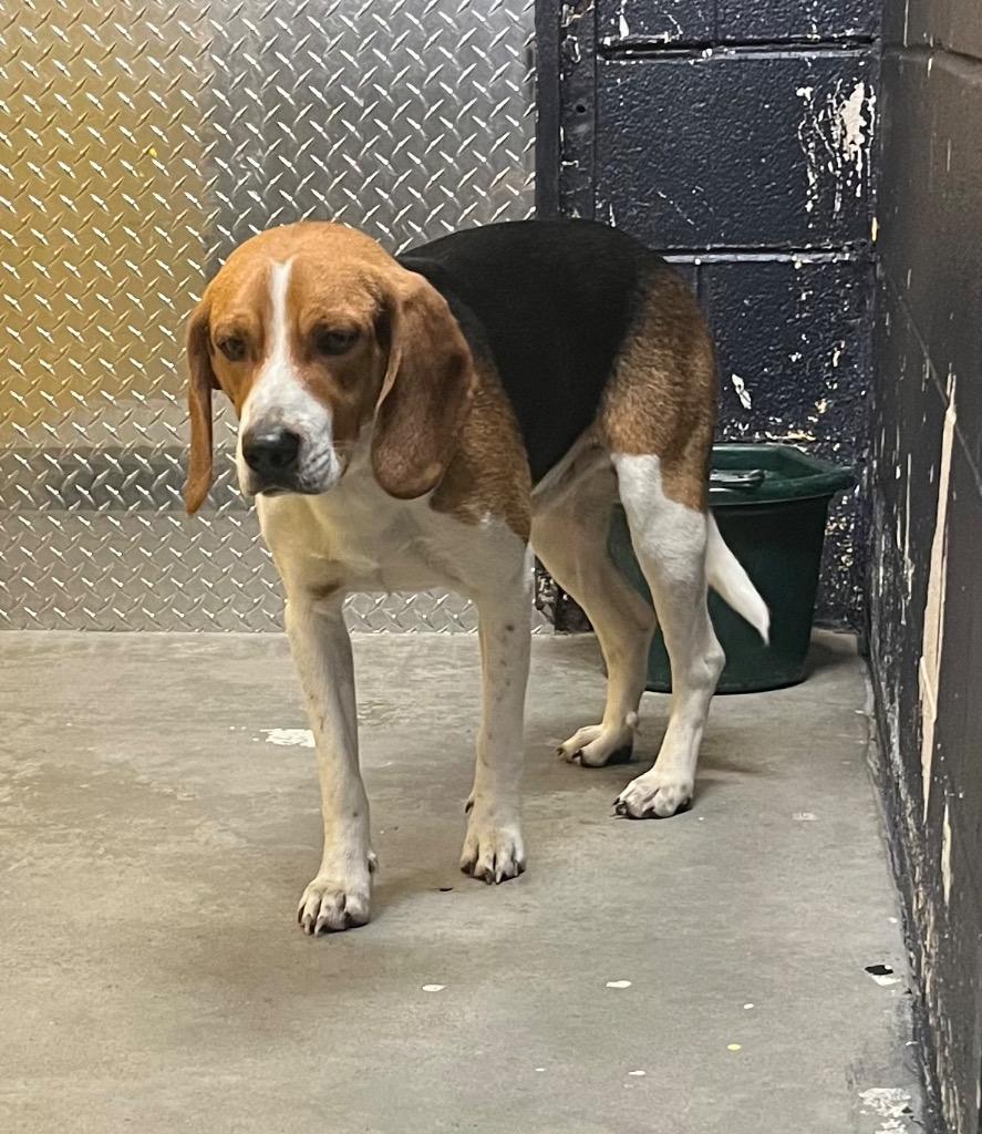 Enlarge Boone, a Adoptable mixed breed in Murray, KY image 2/5