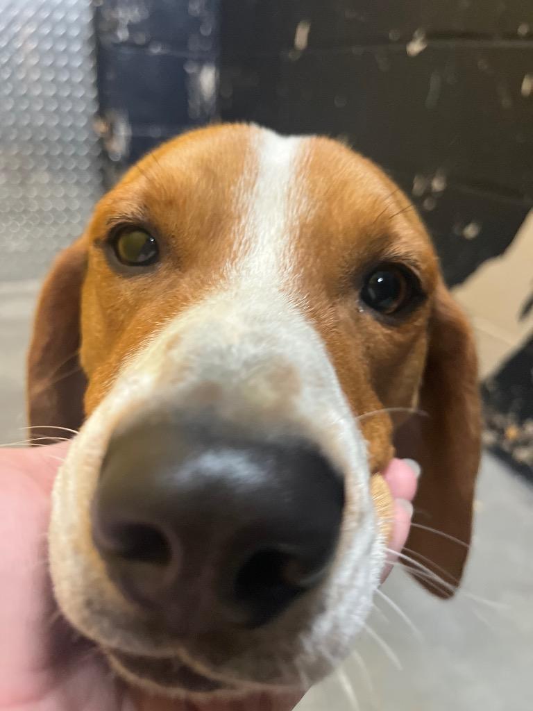 Enlarge Boone, a Adoptable mixed breed in Murray, KY image 3/5