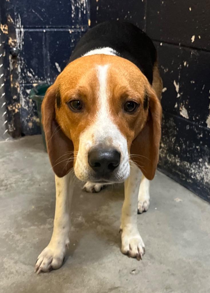 Enlarge Boone, a Adoptable mixed breed in Murray, KY image 4/5