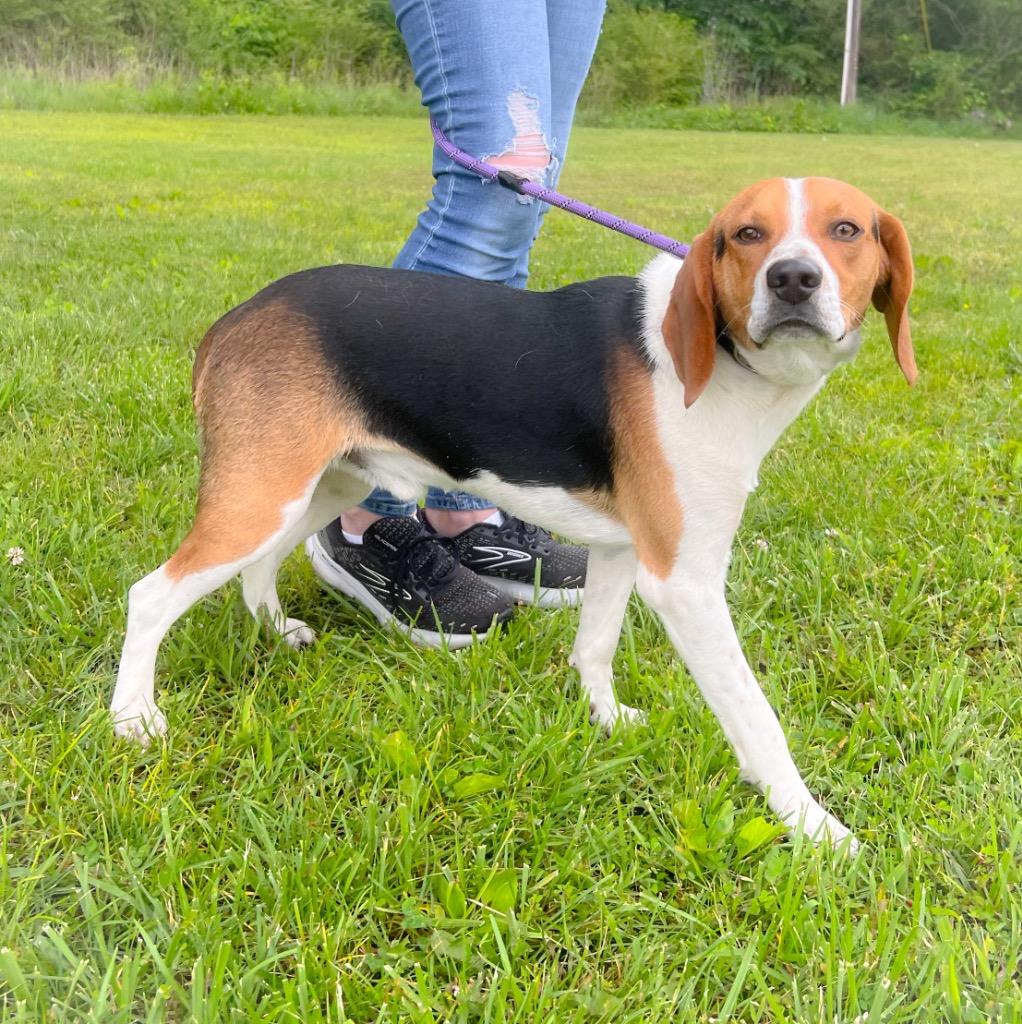 Enlarge Boone, a Adoptable mixed breed in Murray, KY image 5/5