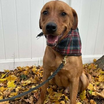 Enlarge Nicholas, a Adoptable mixed breed in South Portland, ME image 2/6